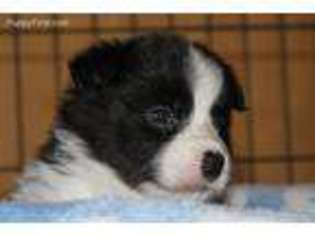 Border Collie Puppy for sale in Los Alamos, CA, USA