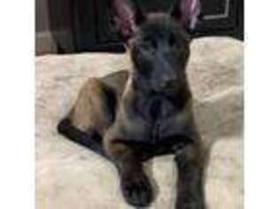 Belgian Malinois Puppy for sale in Glasgow, KY, USA