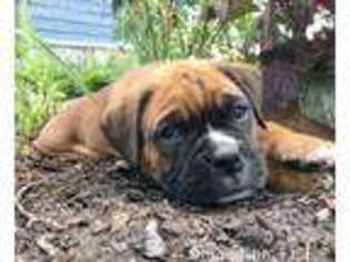 Boxer Puppy for sale in West Point, VA, USA