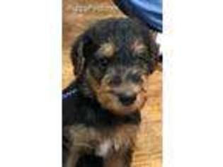 Airedale Terrier Puppy for sale in Machipongo, VA, USA