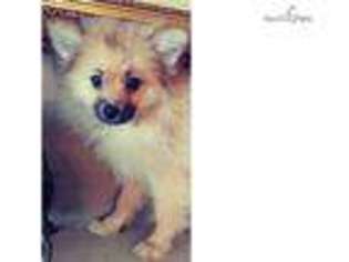 Pomeranian Puppy for sale in San Diego, CA, USA