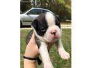 Boston Terrier Puppy for sale in Bronson, FL, USA