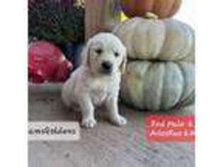 Mutt Puppy for sale in Nebo, IL, USA