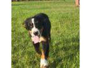 Bernese Mountain Dog Puppy for sale in Paw Paw, MI, USA