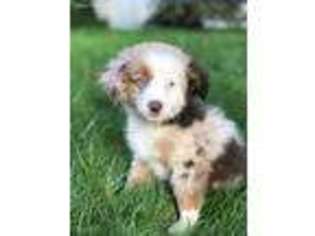 Miniature Australian Shepherd Puppy for sale in Stamford, CT, USA