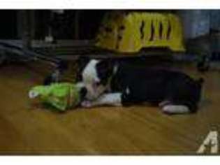 Boston Terrier Puppy for sale in BROOKLYN, NY, USA