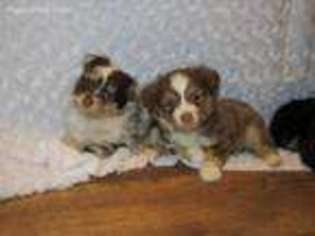 Miniature Australian Shepherd Puppy for sale in Hodgenville, KY, USA