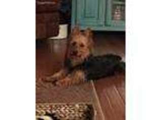Australian Terrier Puppy for sale in Holly Pond, AL, USA