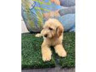 Goldendoodle Puppy for sale in Ocala, FL, USA