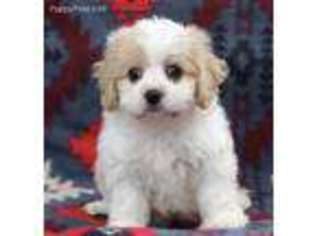 Cavachon Puppy for sale in Fairfax, VA, USA