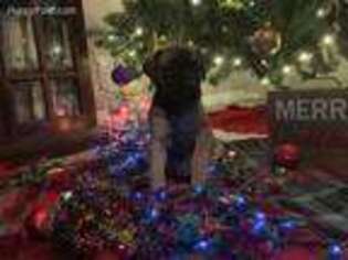 Mastiff Puppy for sale in Titusville, FL, USA