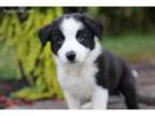 Border Collie Puppy for sale in Ellington, CT, USA