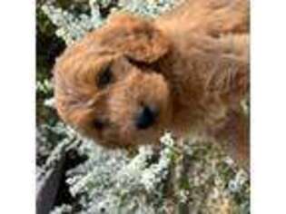 Goldendoodle Puppy for sale in Aiken, SC, USA
