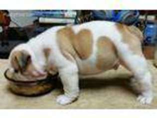 Bulldog Puppy for sale in Duffield, VA, USA