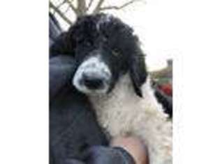 Mutt Puppy for sale in Calhoun Falls, SC, USA
