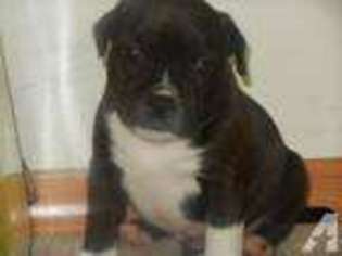 Staffordshire Bull Terrier Puppy for sale in GRAHAM, WA, USA