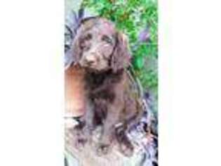 Labradoodle Puppy for sale in Eustace, TX, USA