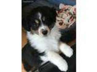 Miniature Australian Shepherd Puppy for sale in Florence, OR, USA