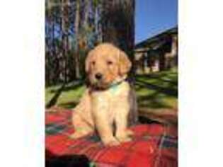 Labradoodle Puppy for sale in Dry Prong, LA, USA
