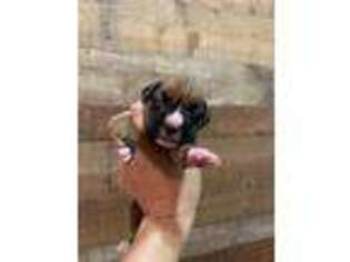 Boxer Puppy for sale in Moorefield, WV, USA