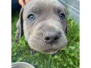 Cane Corso Puppy for sale in Sand Lake, MI, USA