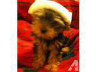Yorkshire Terrier Puppy for sale in CORONA DEL MAR, CA, USA