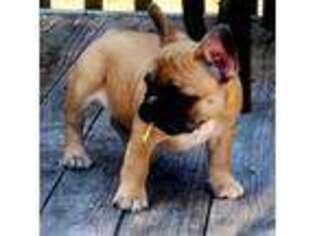 French Bulldog Puppy for sale in Oak Harbor, WA, USA