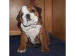 Bulldog Puppy for sale in Morenci, MI, USA