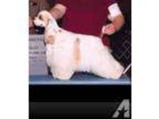 Cocker Spaniel Puppy for sale in HALLETTSVILLE, TX, USA