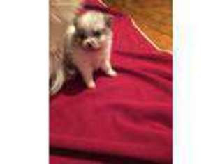 Pomeranian Puppy for sale in Pageland, SC, USA