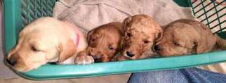 Labradoodle Puppy for sale in Mebane, NC, USA