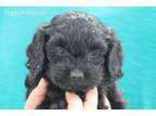 Cavapoo Puppy for sale in Quakertown, PA, USA
