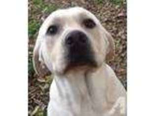 Labrador Retriever Puppy for sale in MESQUITE, TX, USA