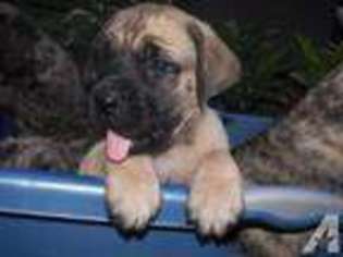 Mastiff Puppy for sale in HINSDALE, NH, USA