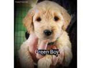 Goldendoodle Puppy for sale in Clear Lake, WI, USA