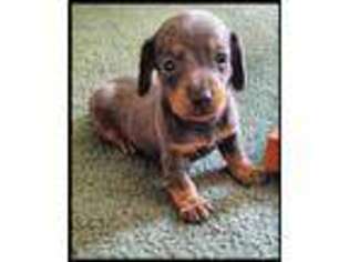 Dachshund Puppy for sale in Newton Grove, NC, USA
