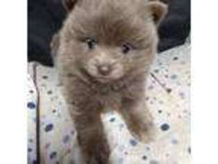 Pomeranian Puppy for sale in Newton, TX, USA