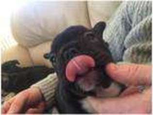 French Bulldog Puppy for sale in Clifton Campville, Staffordshire (England), United Kingdom