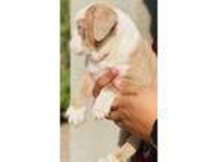 Olde English Bulldogge Puppy for sale in Lake Havasu City, AZ, USA
