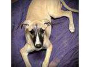 Whippet Puppy for sale in Cincinnati, OH, USA