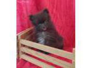 Pomeranian Puppy for sale in Fort Morgan, CO, USA
