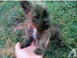 Mutt Puppy for sale in JEFFERSON, OR, USA