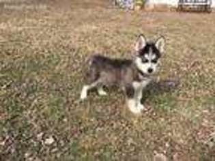 Siberian Husky Puppy for sale in Saint Peters, MO, USA