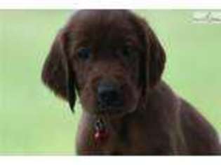 Irish Setter Puppy for sale in Louisville, KY, USA