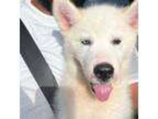 Siberian Husky Puppy for sale in Mableton, GA, USA