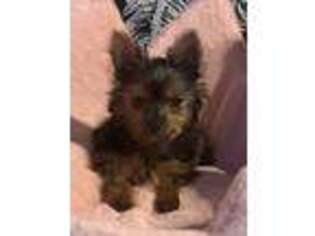 Yorkshire Terrier Puppy for sale in Troy, MO, USA