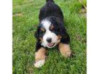 Bernese Mountain Dog Puppy for sale in Fort Morgan, CO, USA
