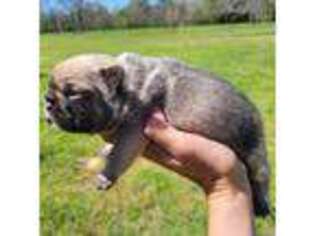 French Bulldog Puppy for sale in Shepherd, TX, USA