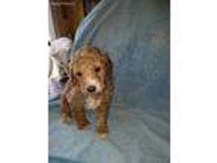 Mutt Puppy for sale in Staley, NC, USA