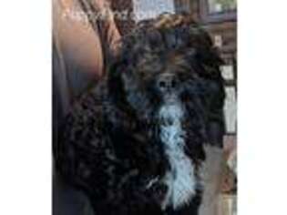 Cavapoo Puppy for sale in Sussex, NJ, USA